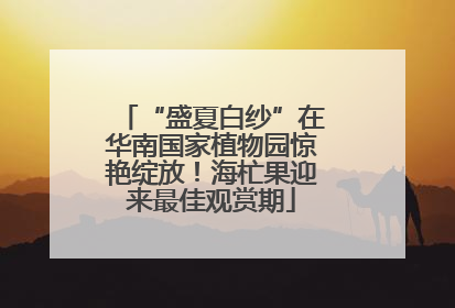 “盛夏白纱”在华南国家植物园惊艳绽放！海杧果迎来最佳观赏期