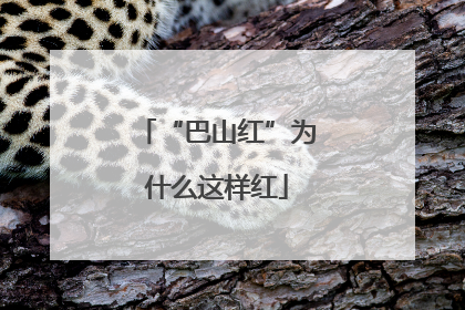 “巴山红”为什么这样红