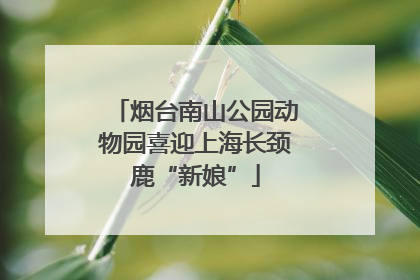 烟台南山公园动物园喜迎上海长颈鹿“新娘”