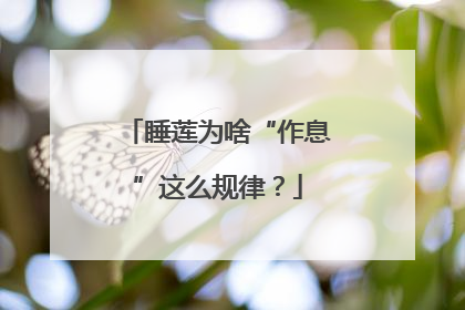睡莲为啥“作息”这么规律？