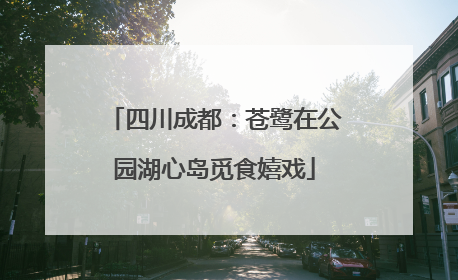 四川成都：苍鹭在公园湖心岛觅食嬉戏