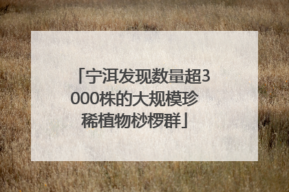 宁洱发现数量超3000株的大规模珍稀植物桫椤群