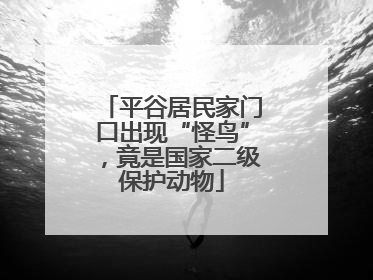 平谷居民家门口出现“怪鸟”，竟是国家二级保护动物