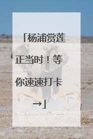 杨浦赏莲正当时！等你速速打卡→