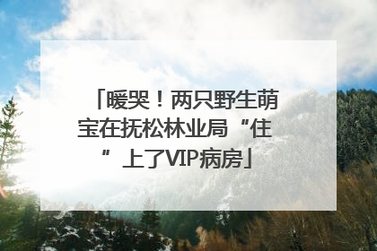 暖哭！两只野生萌宝在抚松林业局“住”上了VIP病房