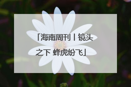 海南周刊丨镜头之下 蜂虎纷飞