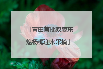 青田首批双膜东魁杨梅迎来采摘