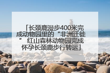 长颈鹿漫步400米完成动物园里的“非洲迁徙” 红山森林动物园完成怀孕长颈鹿步行转运