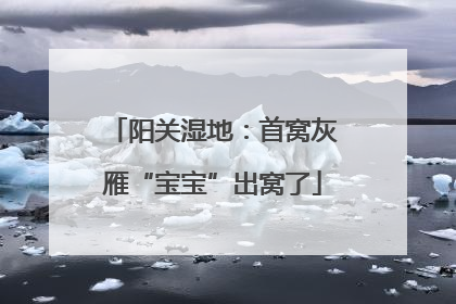 阳关湿地：首窝灰雁“宝宝”出窝了